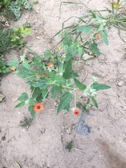 Sphaeralcea bonariensis