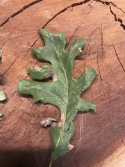 Cynipoidea