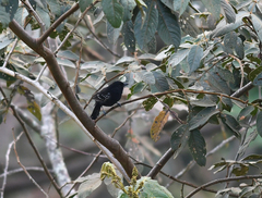 Thamnophilus caerulescens