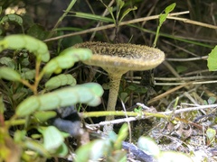 Lentinus crinitus