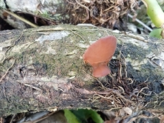 Auricularia fuscosuccinea