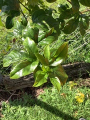 Passifloraceae