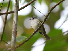 Phyllomyias sclateri