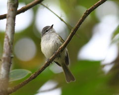 Phyllomyias sclateri