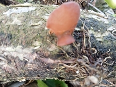 Auricularia fuscosuccinea