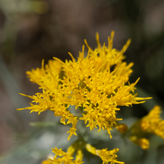 Chrysothamnus viscidiflorus