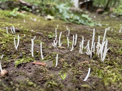Clavaria fragilis