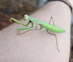 Mantis religiosa