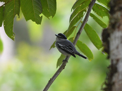 Pachyramphus polychopterus