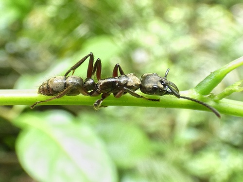 Neoponera theresiae · iNaturalist Mexico