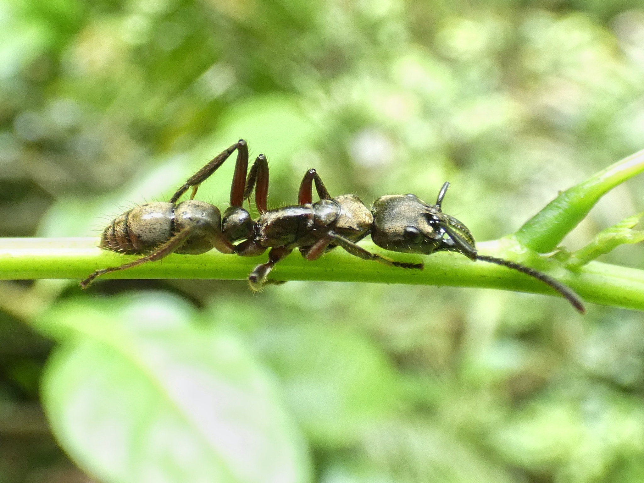 Neoponera theresiae
