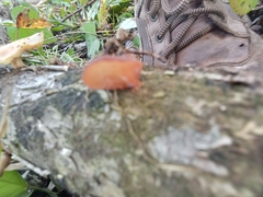 Auricularia fuscosuccinea