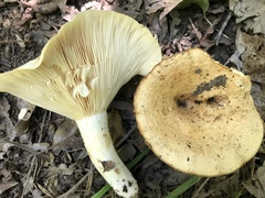 Lactarius psammicola