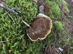 Mensularia radiata