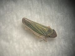 Xyphon reticulatum