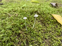 Tetrapyrgos nigripes