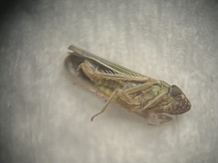 Xyphon reticulatum
