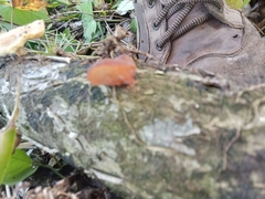 Auricularia fuscosuccinea