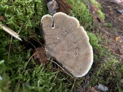 Mensularia radiata