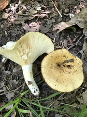 Lactarius psammicola