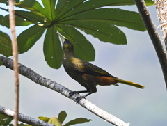 Psarocolius atrovirens