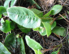 Epigaea repens