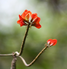 Erythrina