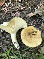 Lactarius psammicola