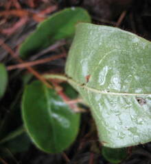 Epigaea repens