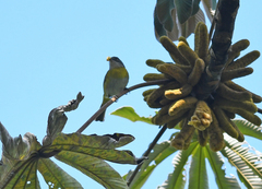 Chlorospingus flavopectus