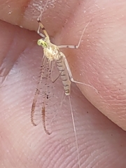 Stenacron interpunctatum