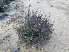 Thryptomene kochii
