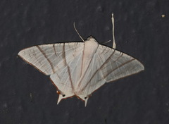 Ourapteryx picticaudata