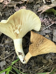 Lactarius psammicola