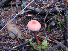 Laccaria bicolor
