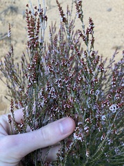 Thryptomene kochii