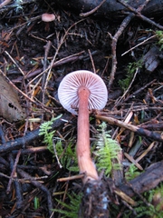 Laccaria bicolor