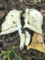 Lactarius psammicola