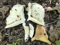 Lactarius psammicola