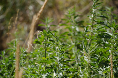 Urtica gracilis