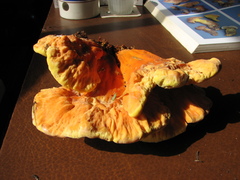 Laetiporus conifericola