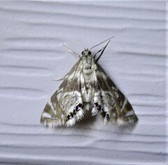 Petrophila canadensis