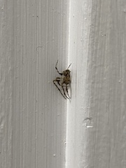 Larinioides cornutus