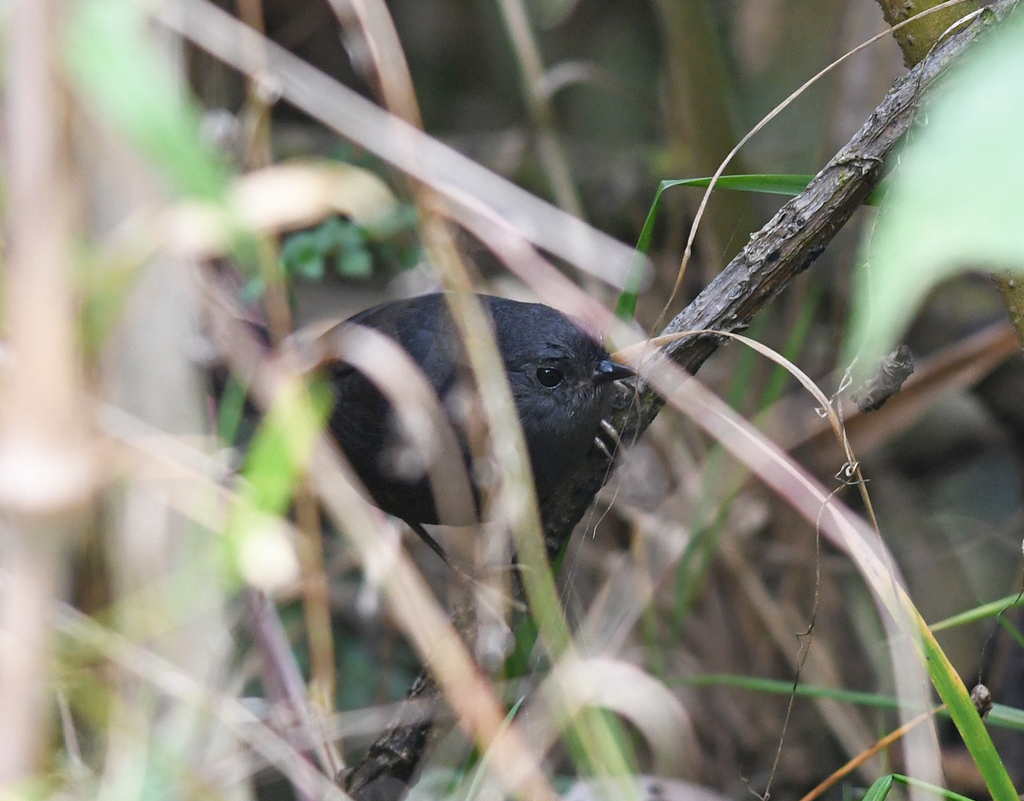 Trilling Tapaculo photo