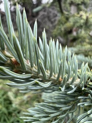 Picea engelmannii