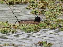 Heteronetta atricapilla