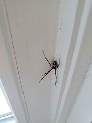 Araneae