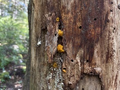 Dacrymyces chrysospermus