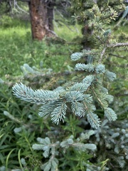 Picea engelmannii