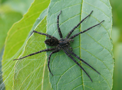 Dolomedes scriptus